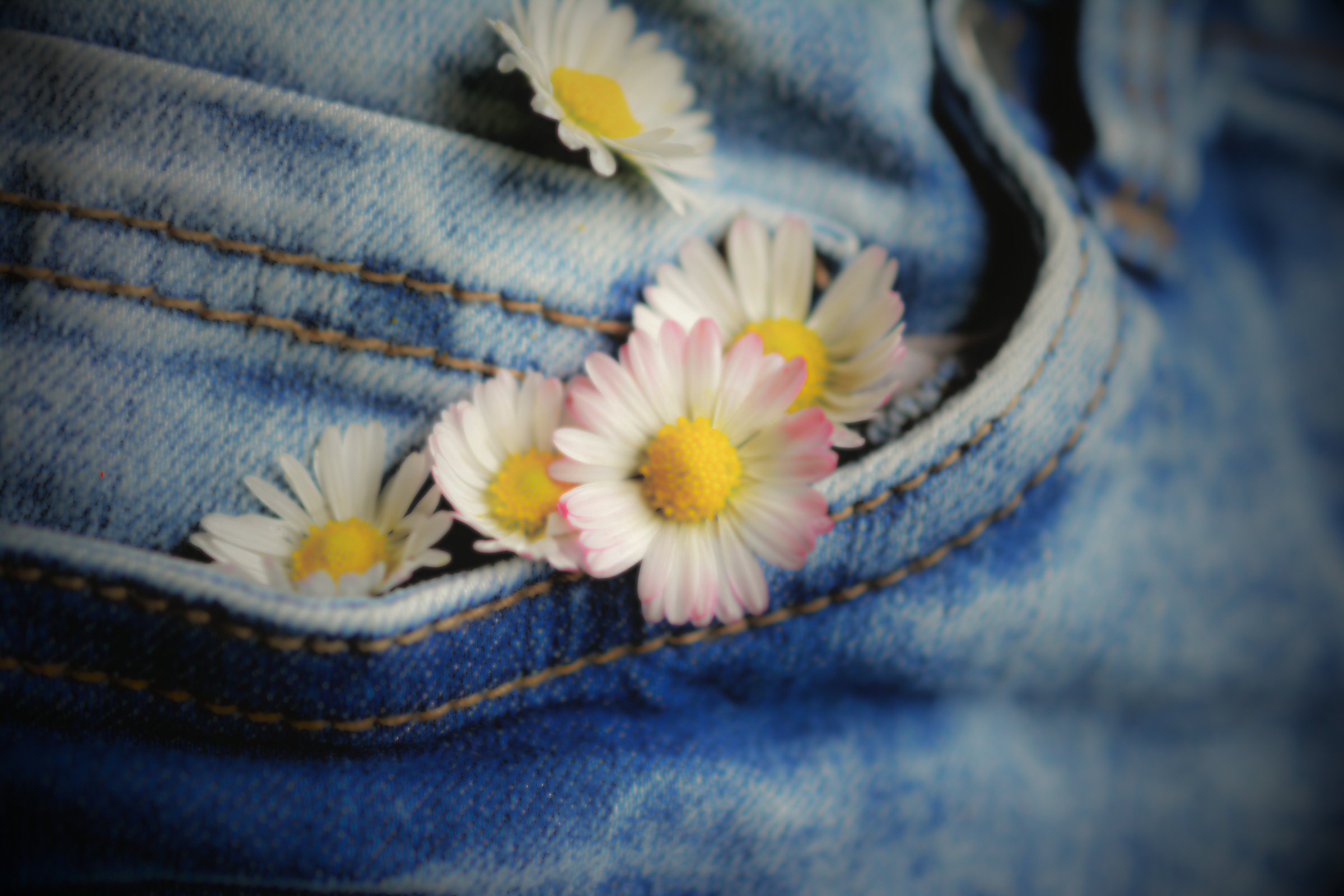 Flowers in a Denim Pocket