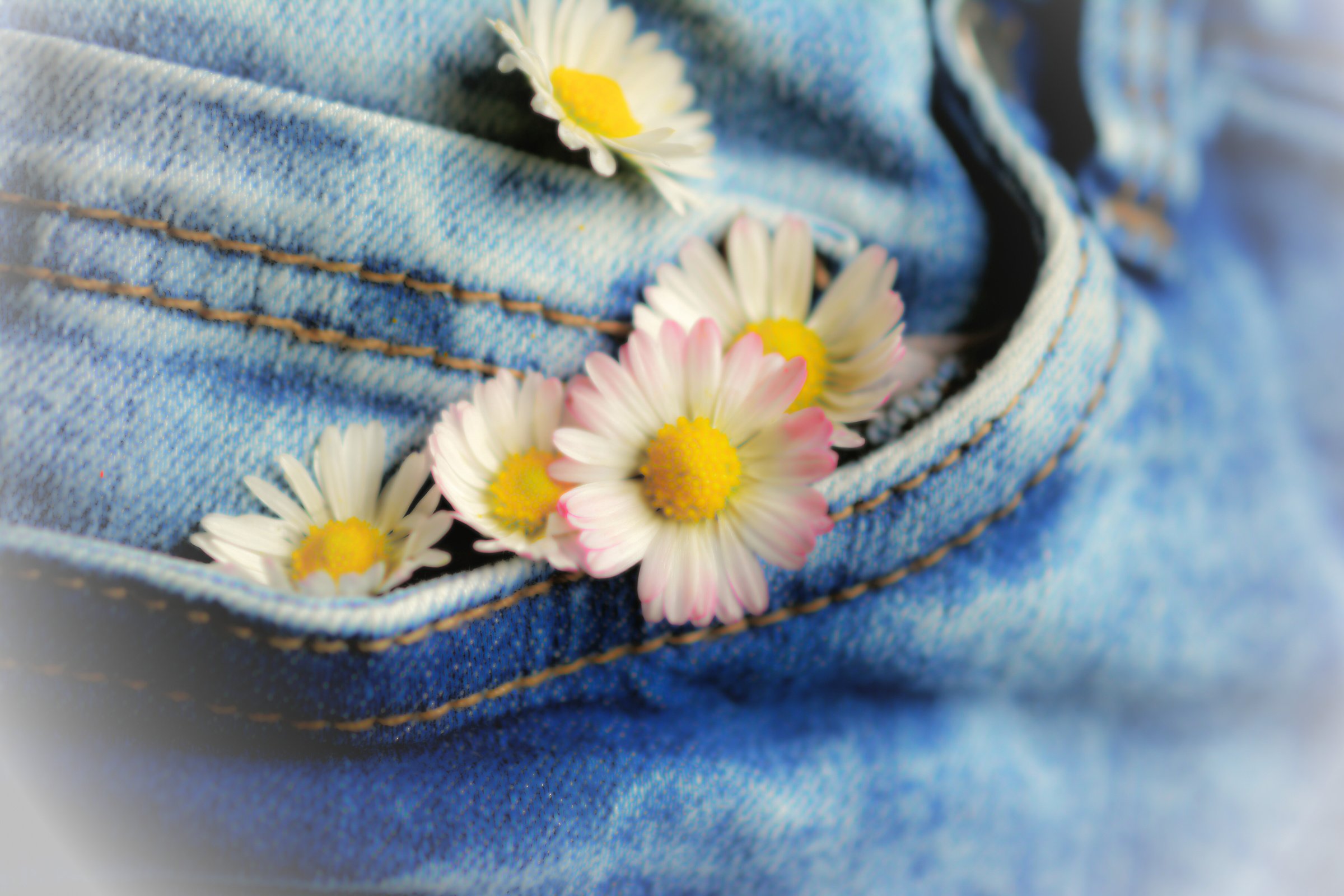 Flowers in a Denim Pocket