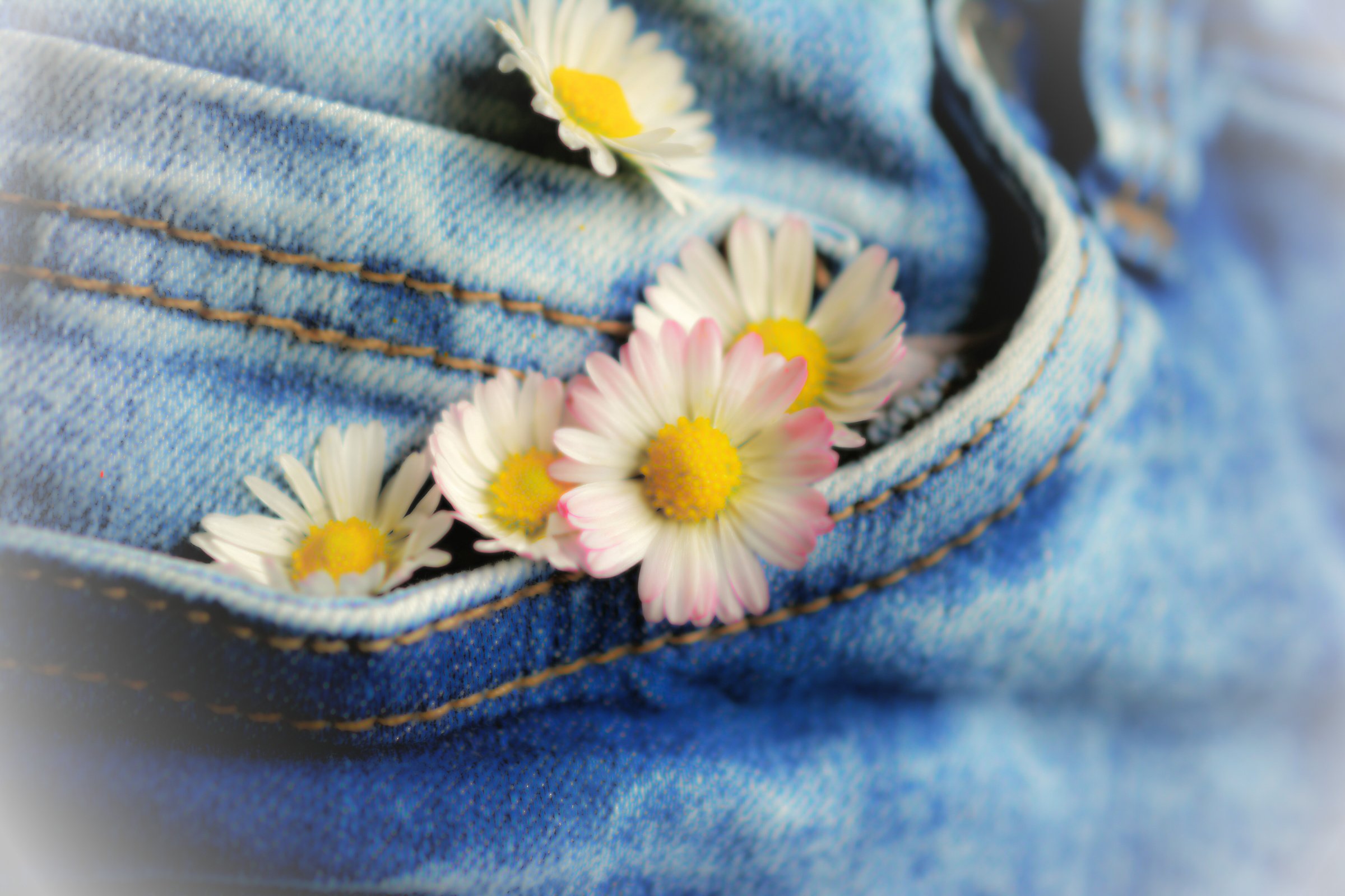 Flowers in a Denim Pocket